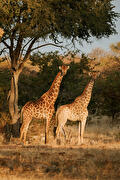 Legends of Africa