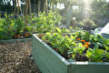 Moestuin met opkomende zon in Drenthe